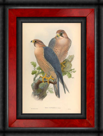 Antique bird prints image collection 15
