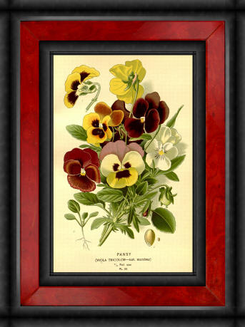 Antique flower floral prints and illustrations image collection 17