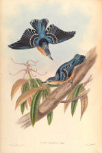 Antique bird prints image collection 07
