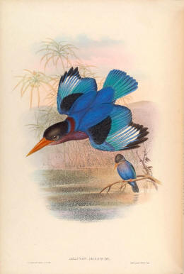 Antique bird prints image collection 13
