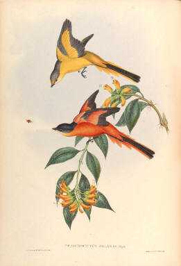Antique bird prints image collection 14