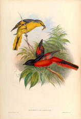 Antique bird prints image collection 03