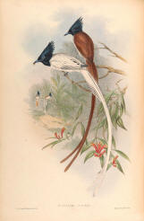 Antique bird prints image collection 09