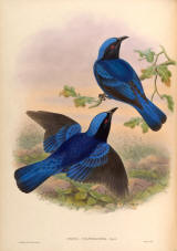 Antique bird prints image collection 11