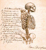 antique anatomy prints 02