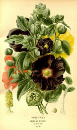 Antique flower floral prints and illustrations image collection 01