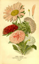 Antique flower floral prints and illustrations image collection 06