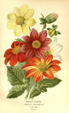 Antique flower floral prints and illustrations image collection 14