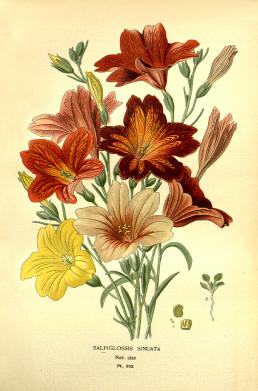 Antique flower floral prints and illustrations image collection 15