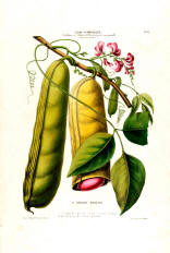 MAKE /& SELL ANTIQUE ANATOMY PRINTS Restored Image Collection by Timecamera