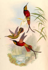 Antique Hummingbird Print 07
