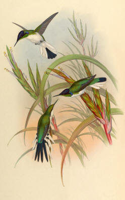 Antique Hummingbird Print 01