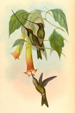 Antique Hummingbird Print 03