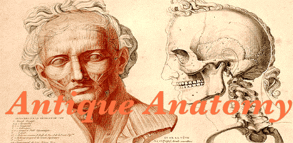 antique anatomy prints 01