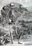 antique anatomy prints 10