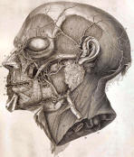 antique anatomy prints 09