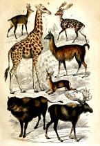 antique animal print image 05