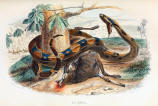 antique animal print image 02