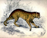 antique animal print image collection 09