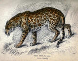 antique animal print image 03