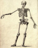 antique anatomy prints 06