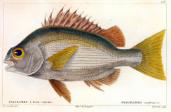 antique fish prints 12