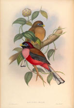Antique bird prints image collection 01