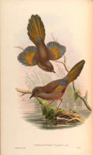 Antique bird prints image collection 06