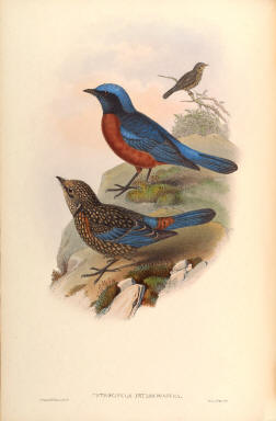 Antique bird prints image collection 12