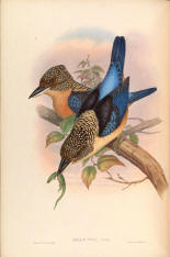 Antique bird prints image collection 02