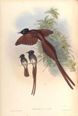 Antique bird prints image collection 10