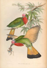 Antique bird prints image collection 04