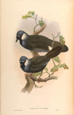 Antique bird prints image collection 05