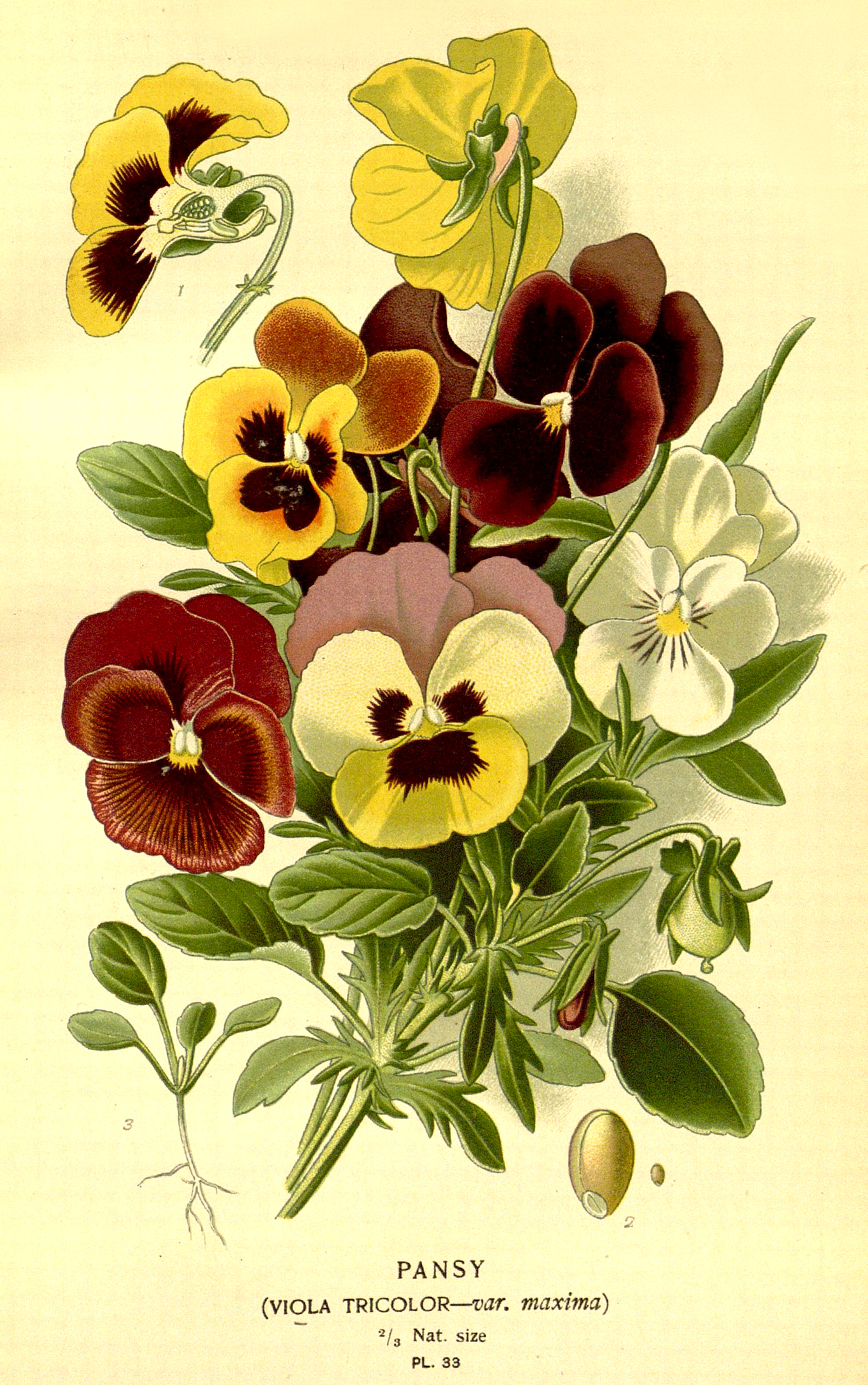 Antique Flower Print